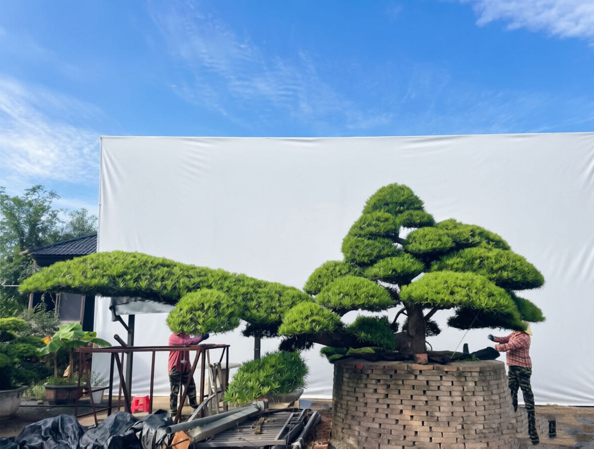 苗圃实拍:水池大斜飘罗汉松,舒展的枝叶和层次分明的树冠