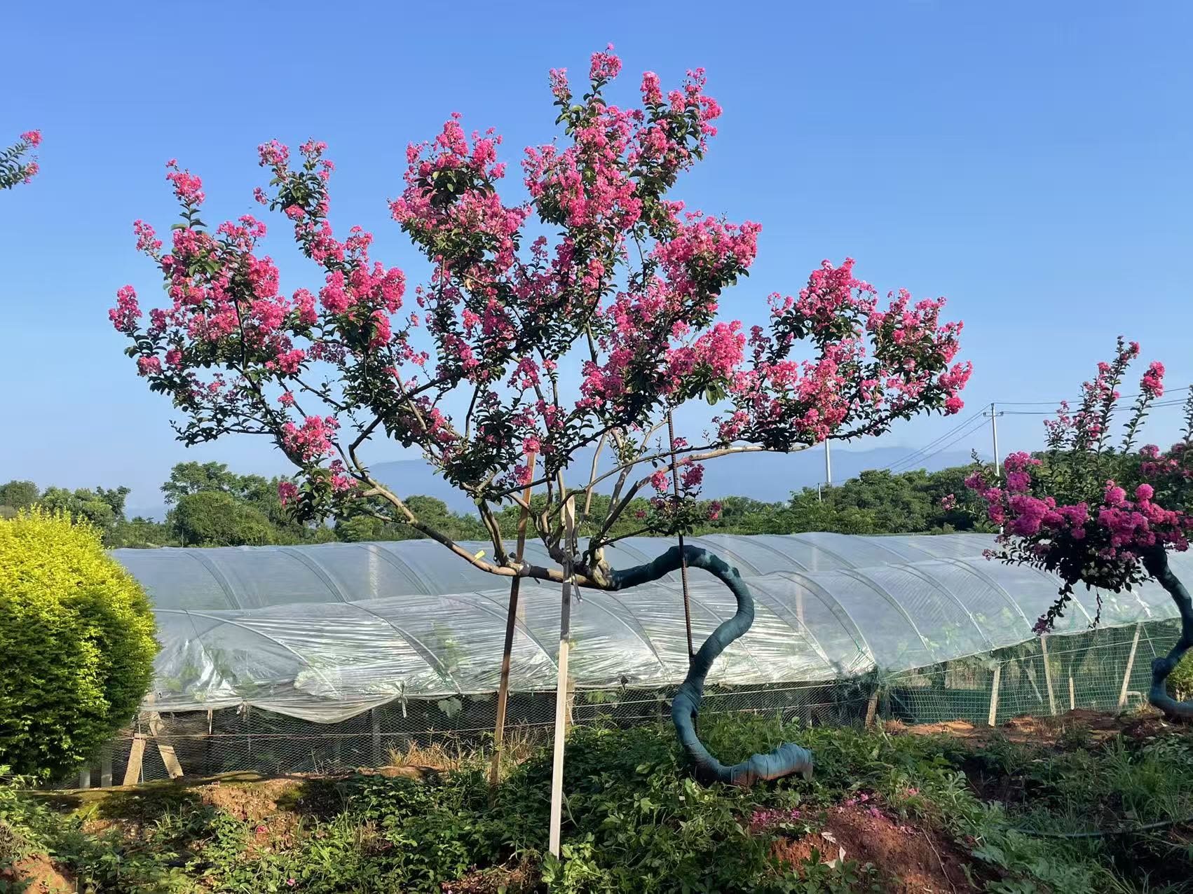 盛花期的造型川红紫薇
