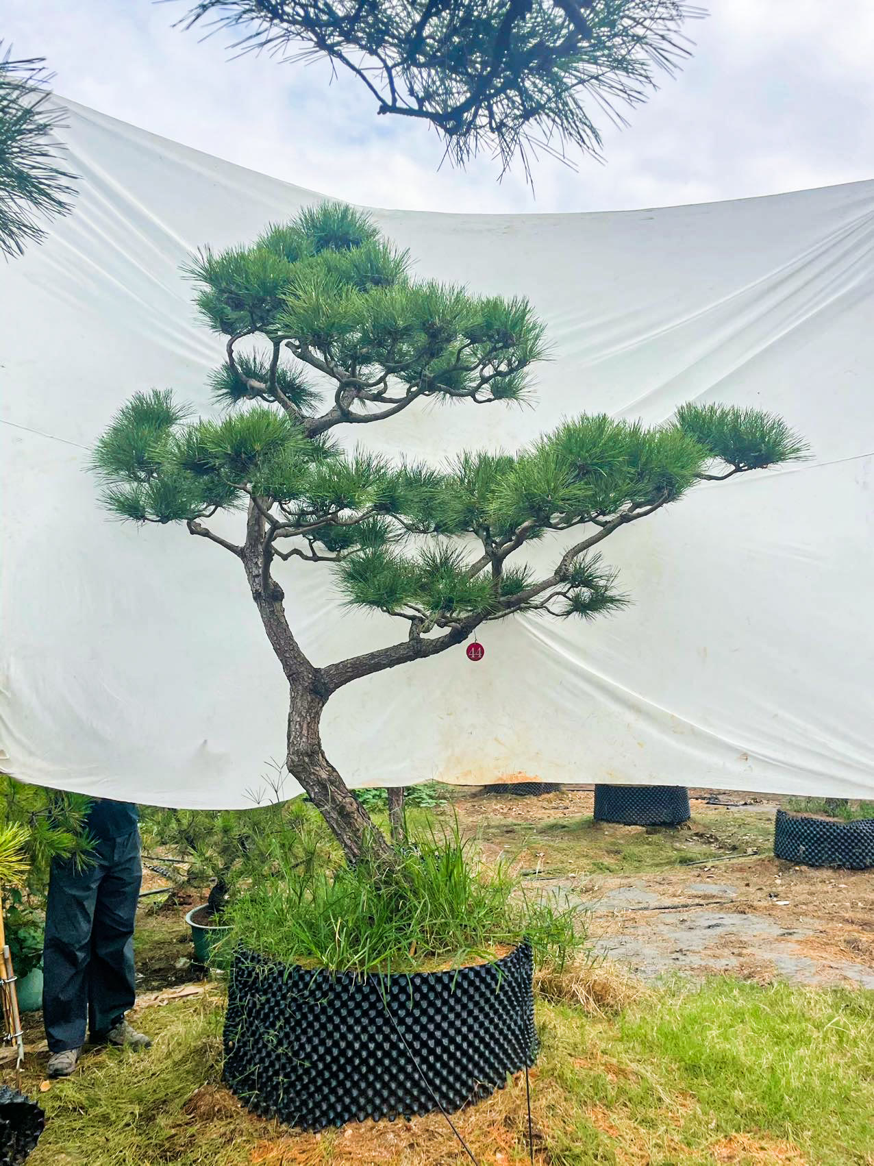 44号造型黑松