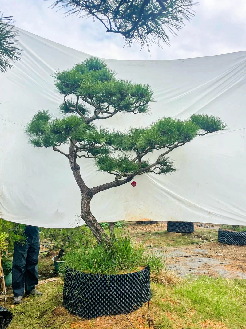 44号造型黑松